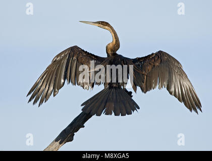 African Darter arroccato con ali; Afrikaanse Slangenhalsvogel zittend incontrato velugels wijd Foto Stock