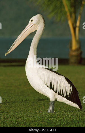 Pellicano australiano in piedi; Brilpelikaan staand Foto Stock