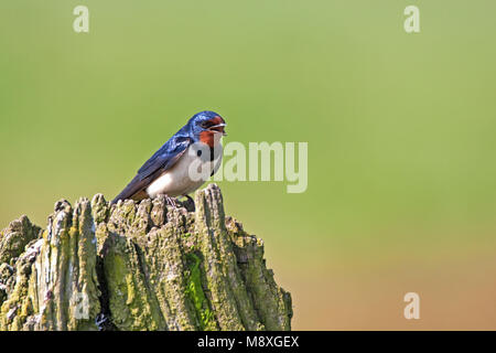 Boerenzwaluw roepend op boomstronk Nederland; Barn Swallow chiamando da trunck Paesi Bassi Foto Stock