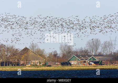 Brandgans groep vliegend; Barnacle Goose gruppo battenti Foto Stock