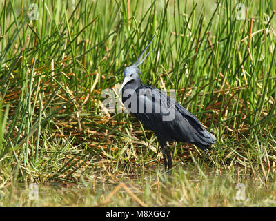 Zwarte Reiger staand in moeras; Nero Heron in piedi nella palude Foto Stock