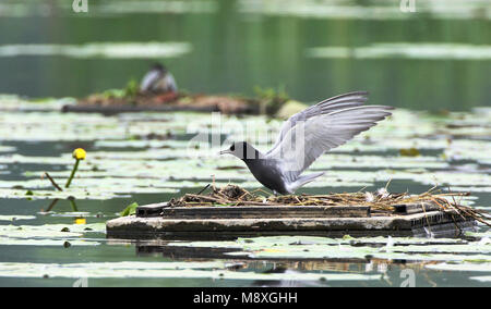 Zwarte Stern op nido; Black Tern sul nido Foto Stock