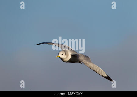 Onvolwassen Drieteenmeeuw in vlucht, nero-gambe immatura Kittiwake in volo Foto Stock