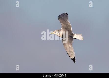 Drieteenmeeuw vliegend, Black-Legged Kittiwake battenti Foto Stock