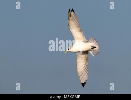 Drieteenmeeuw vliegend, Black-Legged Kittiwake battenti Foto Stock