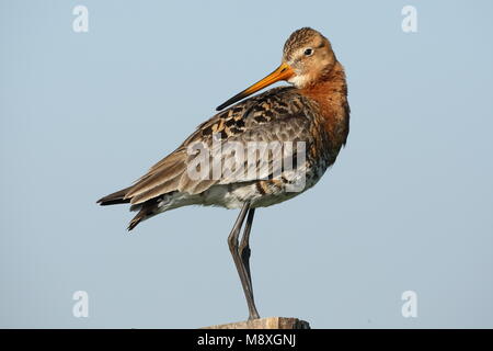 Grutto staand op een paal; nero-tailed Godwit appollaiato su un palo Foto Stock