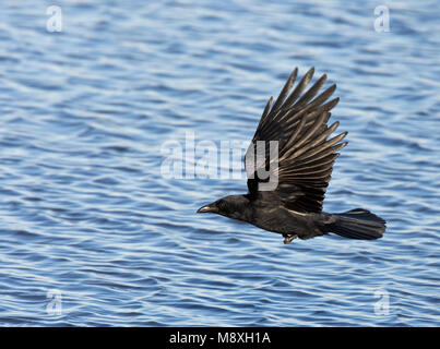 Zwarte Kraai vliegend; Carrion Crow battenti Foto Stock