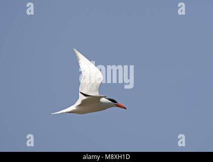 Caspian Tern adulto battenti; Reuzenstern volwassen vliegend Foto Stock