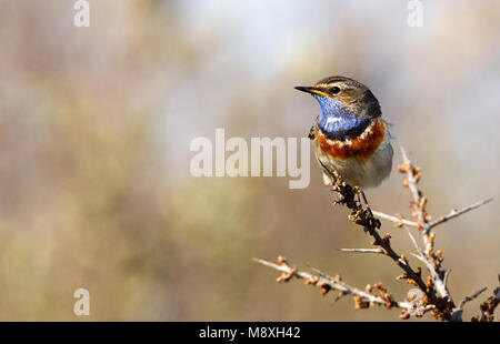 Blauwborst, bianco-spotted pettazzurro, Luscinia svecica Foto Stock