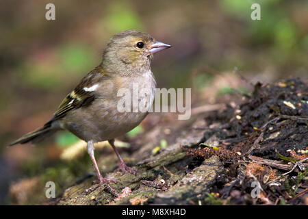 Vrouwtje Vink, Femmina fringuello comune Foto Stock