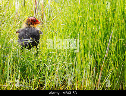 Jonge Meerkoet in riet; Eurasian Coot capretti in reed Foto Stock