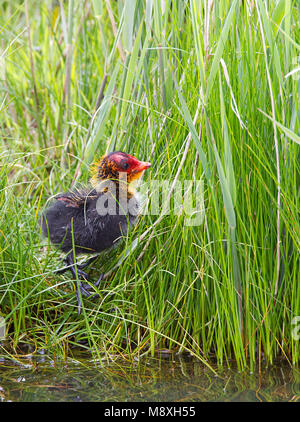 Jonge Meerkoet in riet; Eurasian Coot capretti in reed Foto Stock