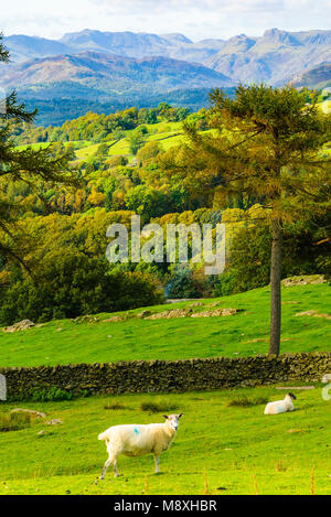 Vista da Allen Knott sopra Windermere nel Lake District inglese verso Bowfell e The Langdale Pikes Foto Stock