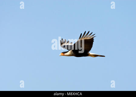 Noordelijke kuifcaracara in vlucht, Northern Crested Caracara in volo Foto Stock