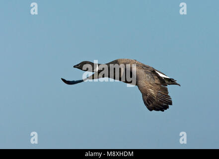 Rotgans vliegend; Dark-panciuto Brent Goose battenti Foto Stock