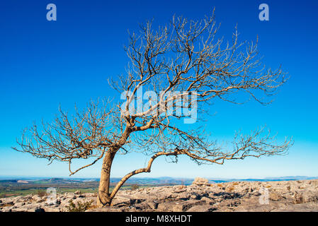 Il frassino cresce dal calcare sul marciapiede Farleton cadde, Cumbria Foto Stock