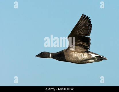 Rotgans vliegend en roepend; Dark-panciuto Brent Goose battenti e chiamata Foto Stock