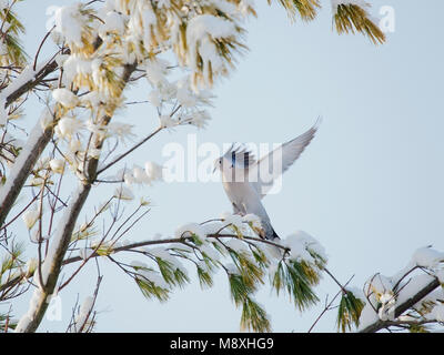 Turkse Tortel landend nel braccio in de sneeuw, Eurasian Colomba a collare sbarco nella struttura ad albero nella neve Foto Stock