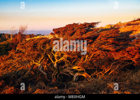 Il ginepro bush in serata sulla cicatrice Whitbarrow, una cresta di calcare nel Lake District inglese Foto Stock