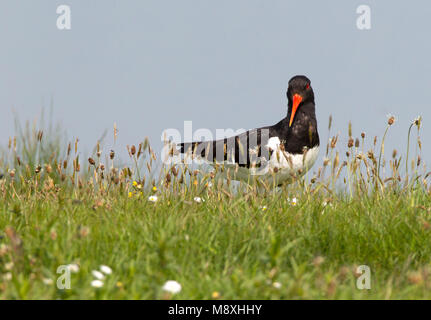 Scholekster staand tussen de bloemen, Eurasian Oystercatcher tra i fiori Foto Stock