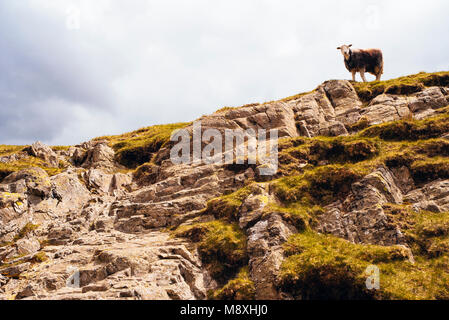 Pecore Herdwick sopra rocce slabby sulle pendici del Langdale Pikes nel Lake District inglese Foto Stock