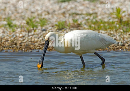 Foeragerende Lepelaar Utopia; Eurasian Spoonbill foraggio Foto Stock