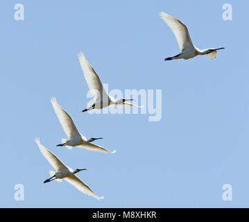 Lepelaar groep vliegend; Eurasian Spoonbill gruppo battenti Foto Stock