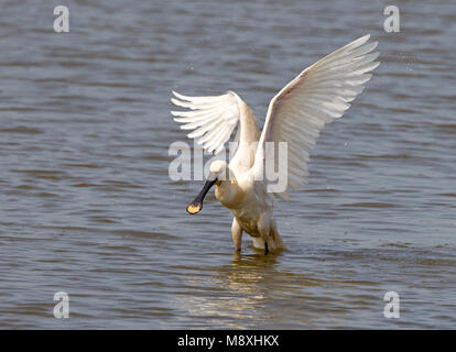 Foeragerende Lepelaar, Eurasian Spoonbill foraggio Foto Stock