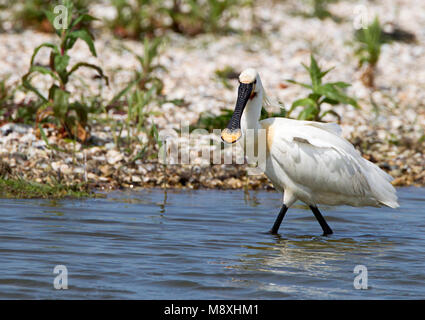 Foeragerende Lepelaar, Eurasian Spoonbill foraggio Foto Stock