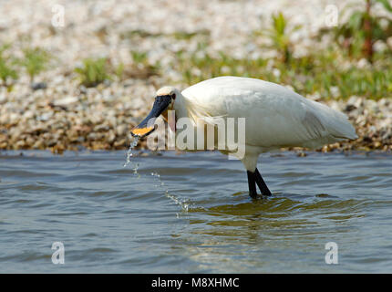 Foeragerende Lepelaar, Eurasian Spoonbill foraggio Foto Stock