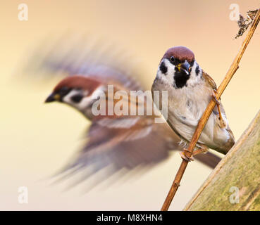 Ringmus op takje en wegvliegend; Eurasian Tree Sparrow appollaiato su un ramo e volare Foto Stock