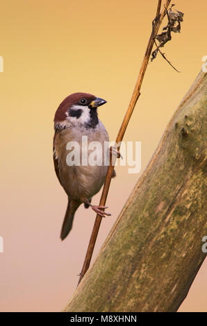 Ringmus op takje; Eurasian Tree Sparrow appollaiato su un ramo Foto Stock