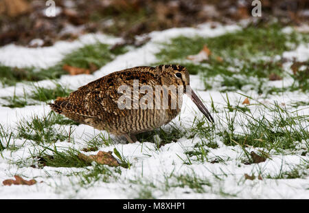 Woodcock foeragerend in de sneeuw; Houtsnip alimentazione nella neve Foto Stock