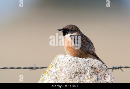 Uomo Roodborsttapuit zittend; European Stonechat arroccato maschio Foto Stock