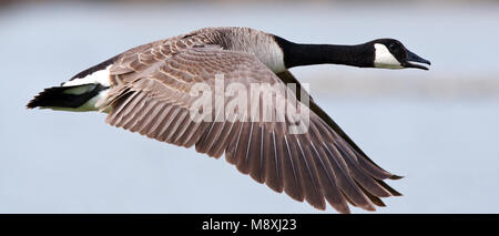 Canadese Gans roepend in vlucht; maggiore Canada Goose chiamando in volo Foto Stock