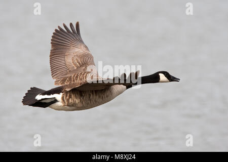 Canadese Gans in vlucht; maggiore Canada Goose in volo Foto Stock