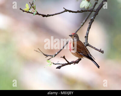 Mannetje Kneu; maschio Linnet comune Foto Stock