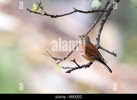 Mannetje Zingend Kneu; maschio Linnet comune cantando Foto Stock