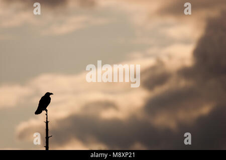 Raaf silhouet nel braccio dode; Comune Raven in albero morto, silhouet Foto Stock