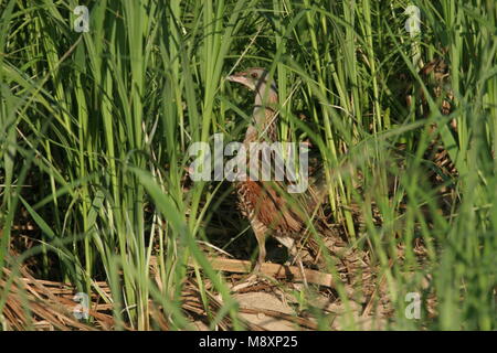 Kwartelkoning in akkerland; Re di Quaglie in terreni agricoli Foto Stock