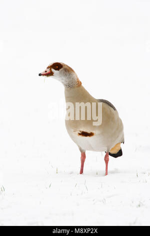 Nijlgans staand in de sneeuw; Oca egiziana arroccato nella neve Foto Stock