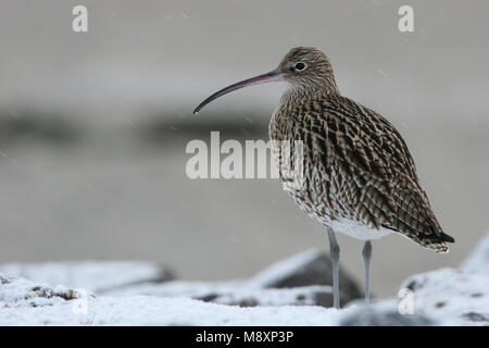 In Wulp de sneeuwt; Eurasian Curlew nella neve Foto Stock