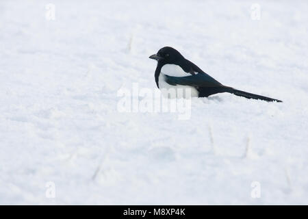 Ekster in de sneeuw; Eurasian Gazza nella neve Foto Stock