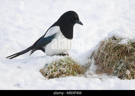 Ekster in de sneeuw; Eurasian Gazza nella neve Foto Stock