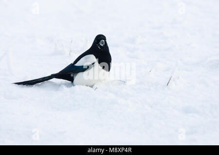 Ekster in de sneeuw; Eurasian Gazza nella neve Foto Stock