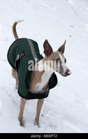 Il whippet cane nella neve Foto Stock