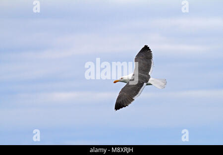 Vliegende Mexicaanse Meeuw, giallo-footed gabbiano (Larus vivacizza) in volo Foto Stock