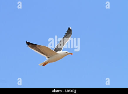 Vliegende Mexicaanse Meeuw, giallo-footed gabbiano (Larus vivacizza) in volo Foto Stock