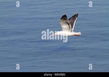 Vliegende Mexicaanse Meeuw, giallo-footed gabbiano (Larus vivacizza) in volo Foto Stock