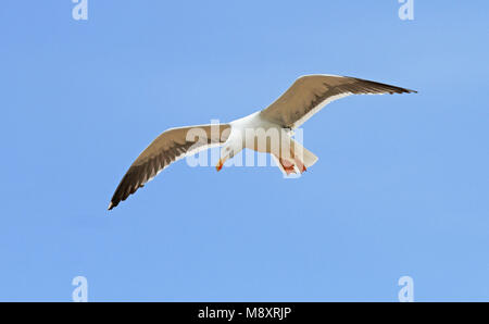 Vliegende Mexicaanse Meeuw, giallo-footed gabbiano (Larus vivacizza) in volo Foto Stock